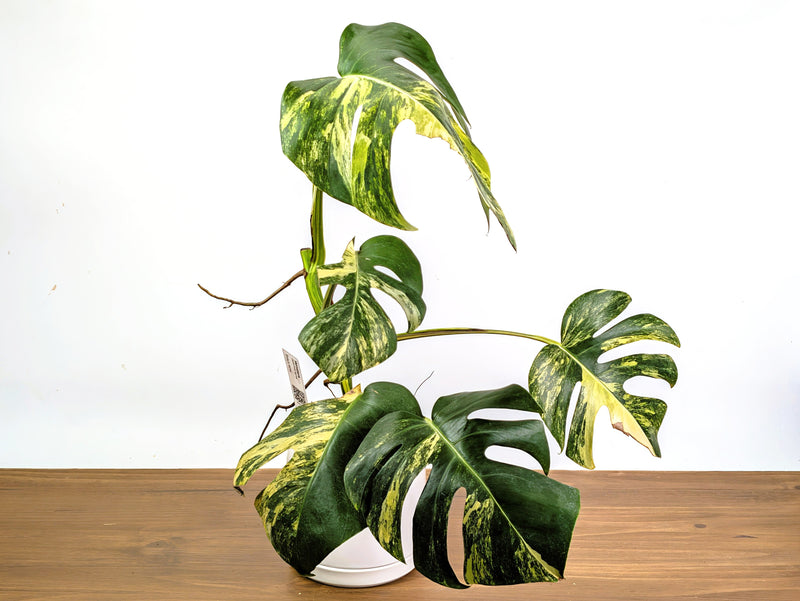 Monstera Aurea Tricolor (Exact Plant Pictured) #29C in 6" Pot
