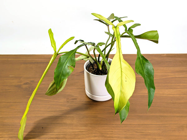 Philodendron Joepii Mint Variegated (Exact Plant 4" Pot #21D)