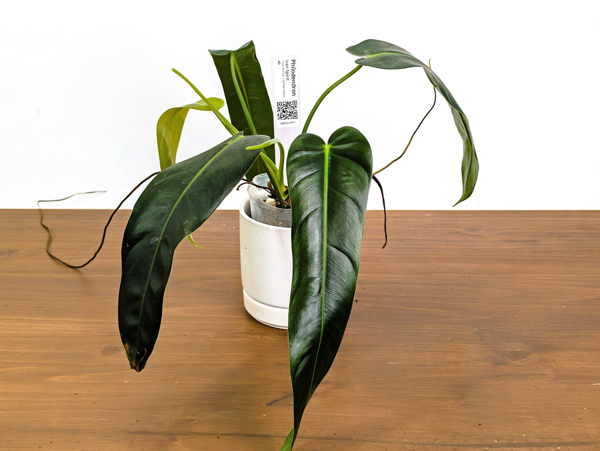 Philodendron Ivan's Spirit (Ivan Portilla x Spiritus Sancti)
