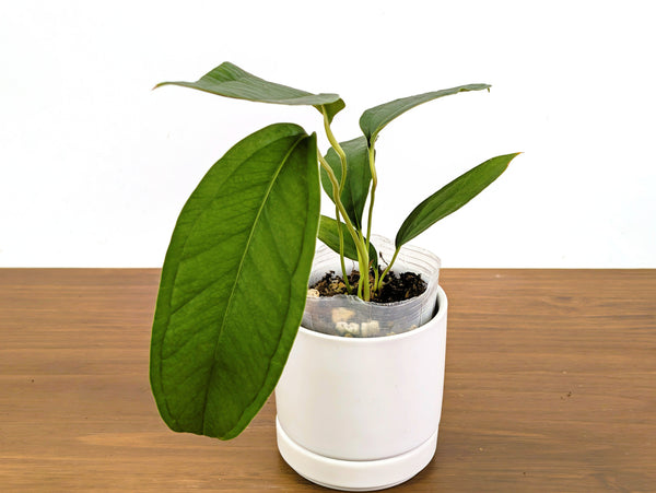 Anthurium Cachabianum