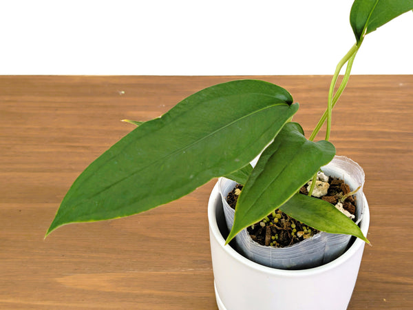 Anthurium Cachabianum