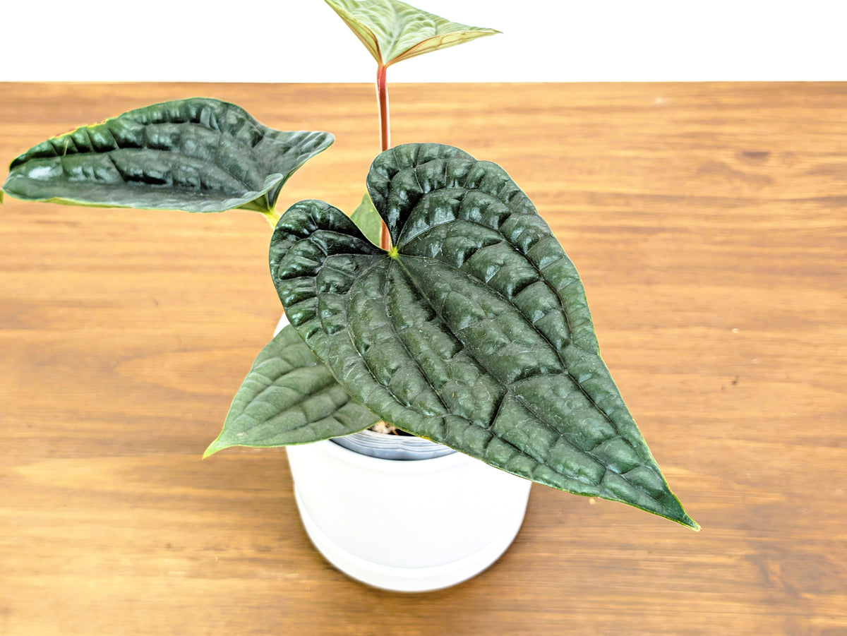 Anthurium Luxurians (Narrow Leaf)