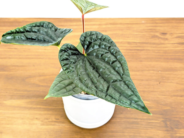 Anthurium Luxurians (Narrow Leaf)