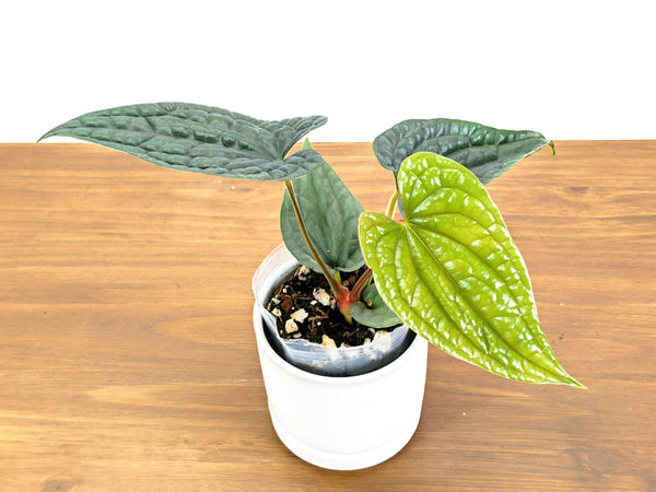 Anthurium Luxurians (Narrow Leaf)