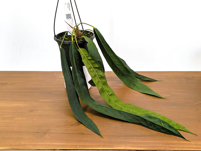 Anthurium Wendlingeri Exact Plant 6 Inch Basket (#40A)