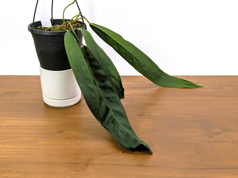 Anthurium Wendlingeri Exact Plant 6 Inch Basket (#40B)