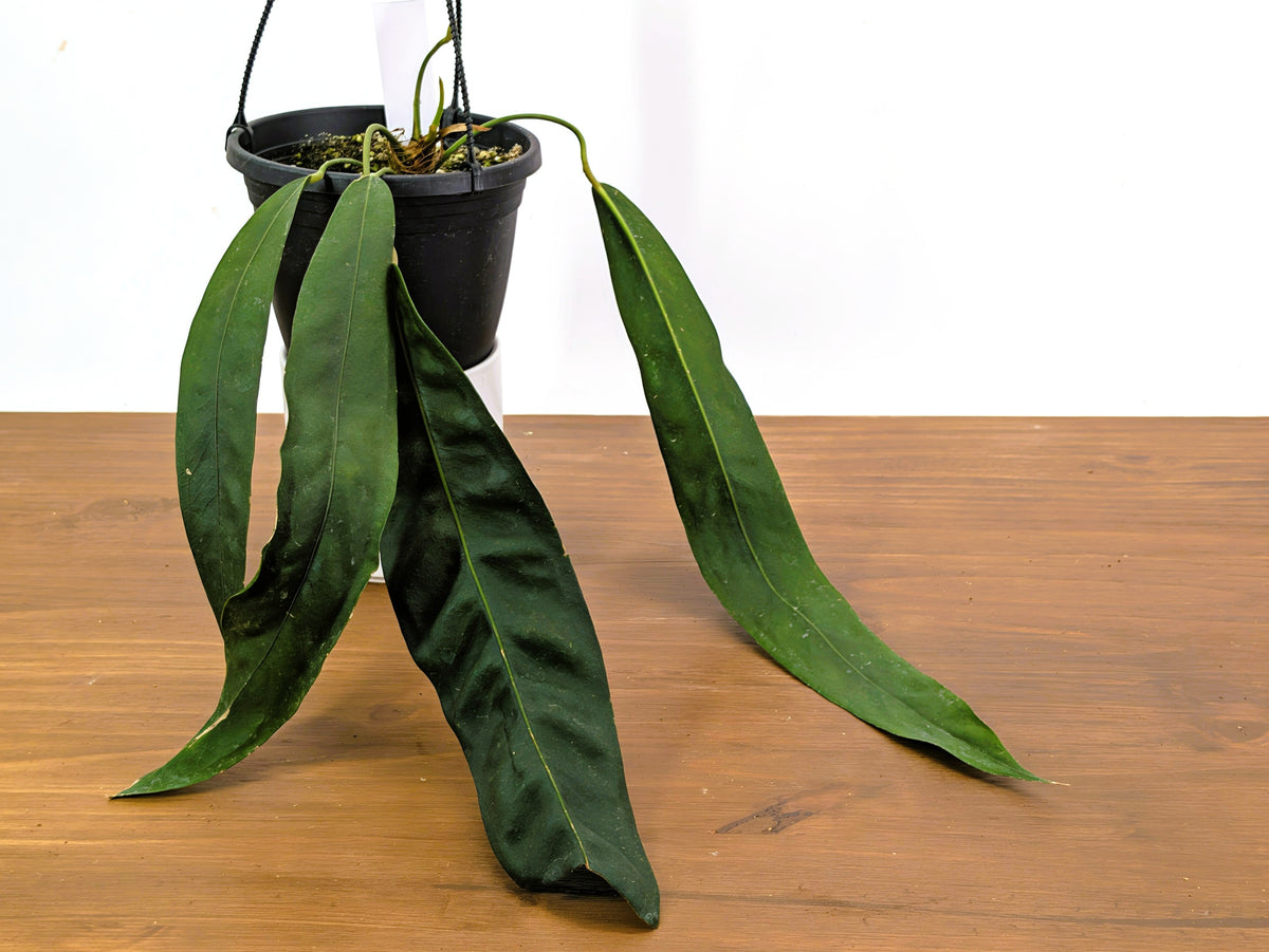 Anthurium Wendlingeri Exact Plant 6 Inch Basket (#40B)