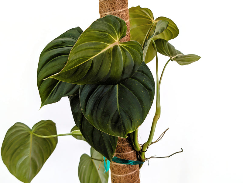 Philodendron Sterling Velvet - Exact Plant (#40A)