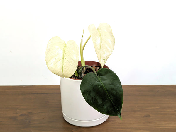 Monstera White Monster (Guaranteed White Leaves)