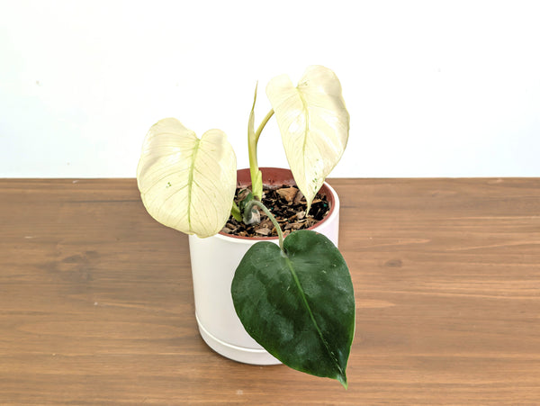 Monstera White Monster (Guaranteed White Leaves)