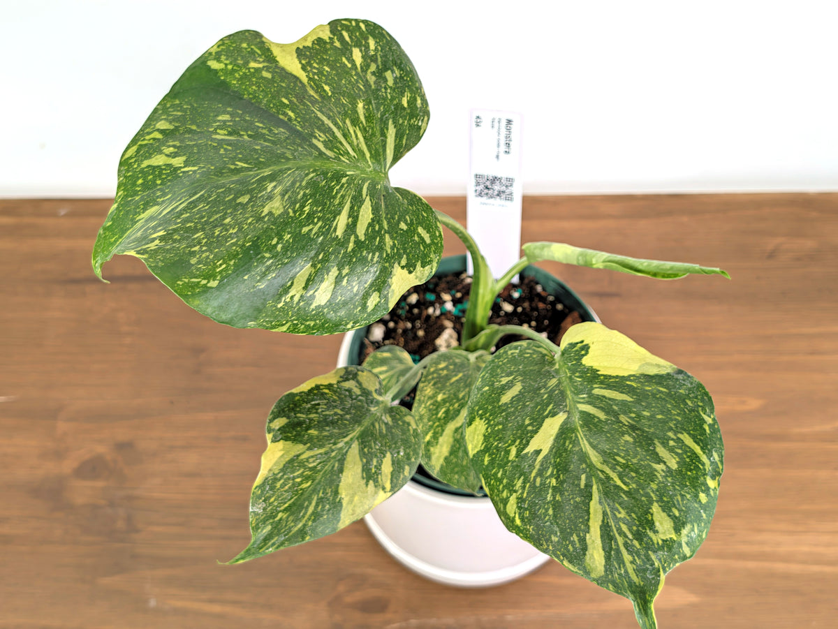 Monstera Electrolyte 'Golden Lion Tricolor' - 6" Exact Plant #43A