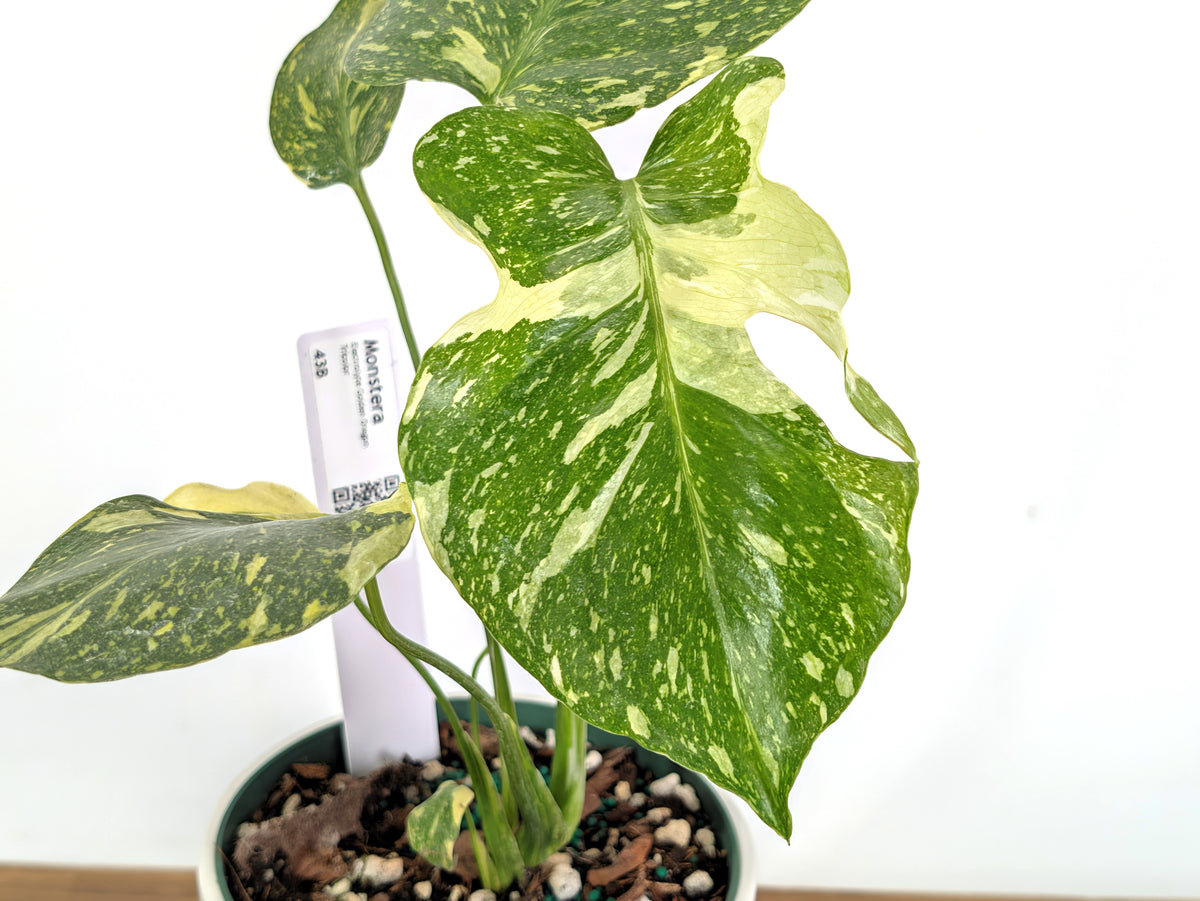 Monstera Electrolyte 'Golden Lion Tricolor' - 6" Exact Plant #43B
