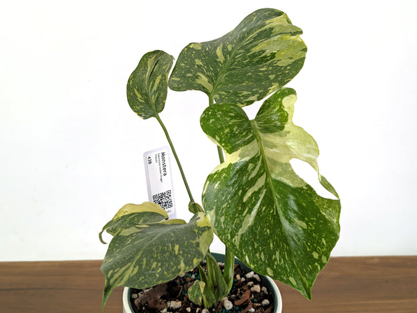 Monstera Electrolyte 'Golden Lion Tricolor' - 6" Exact Plant #43B