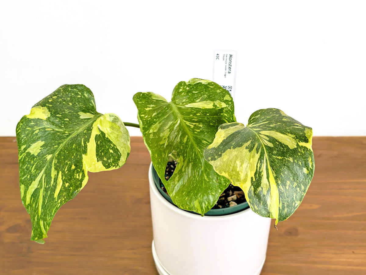 Monstera Electrolyte 'Golden Lion Tricolor' - 6" Exact Plant #43C