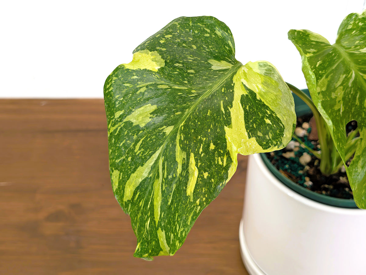 Monstera Electrolyte 'Golden Lion Tricolor' - 6" Exact Plant #43C