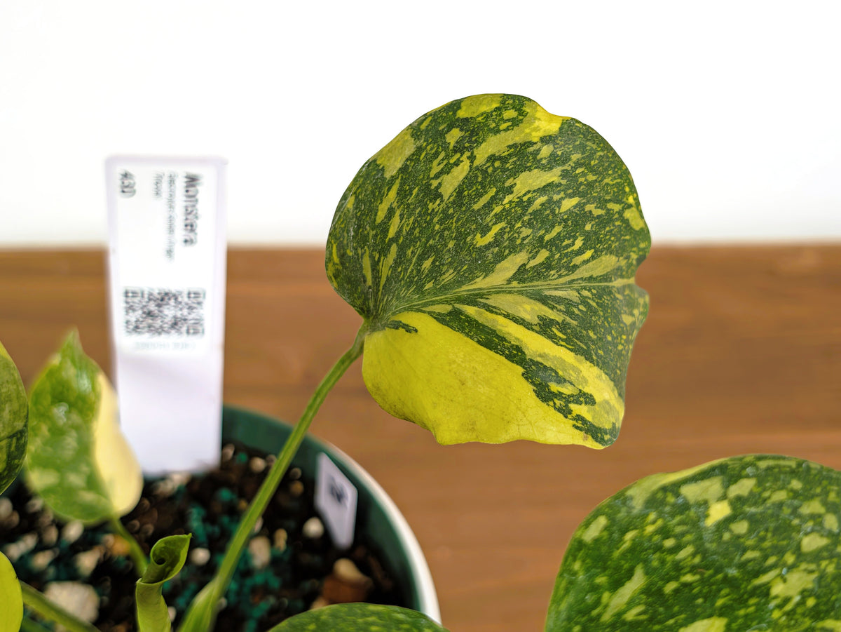 Monstera Electrolyte 'Golden Lion Tricolor' - 6" Exact Plant #43D