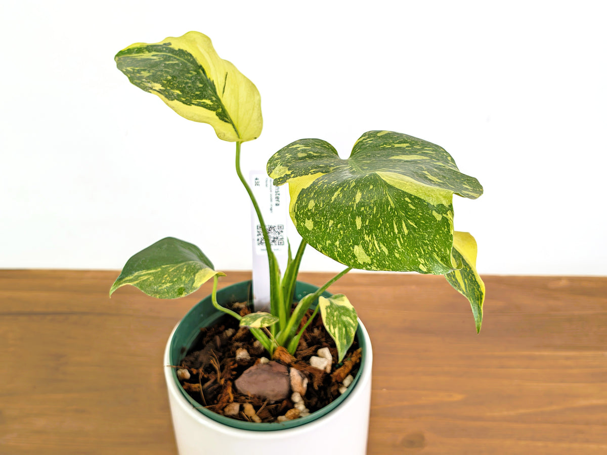 Monstera Electrolyte 'Golden Lion Tricolor' - 6" Exact Plant #43E