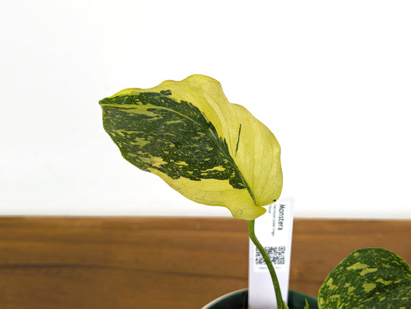 Monstera Electrolyte 'Golden Lion Tricolor' - 6" Exact Plant #43E