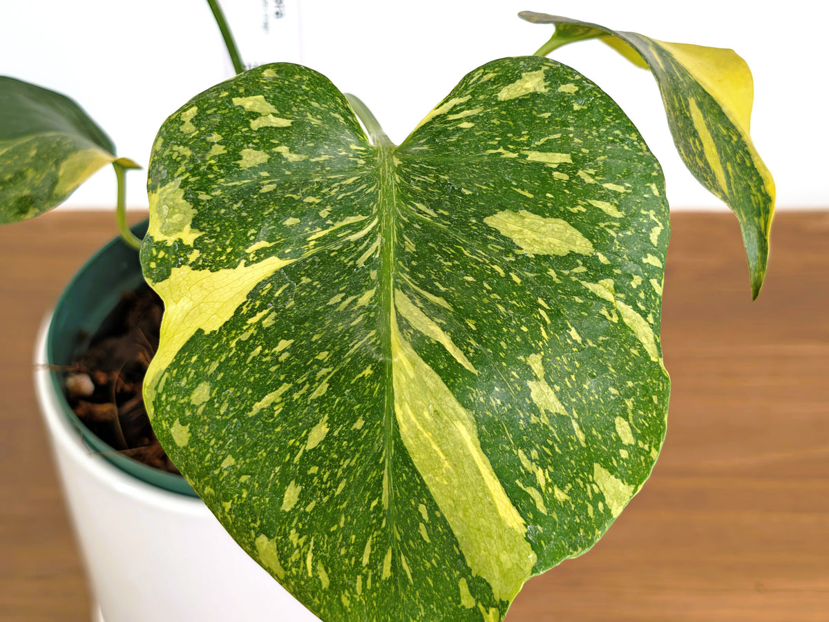 Monstera Electrolyte 'Golden Lion Tricolor' - 6" Exact Plant #43E