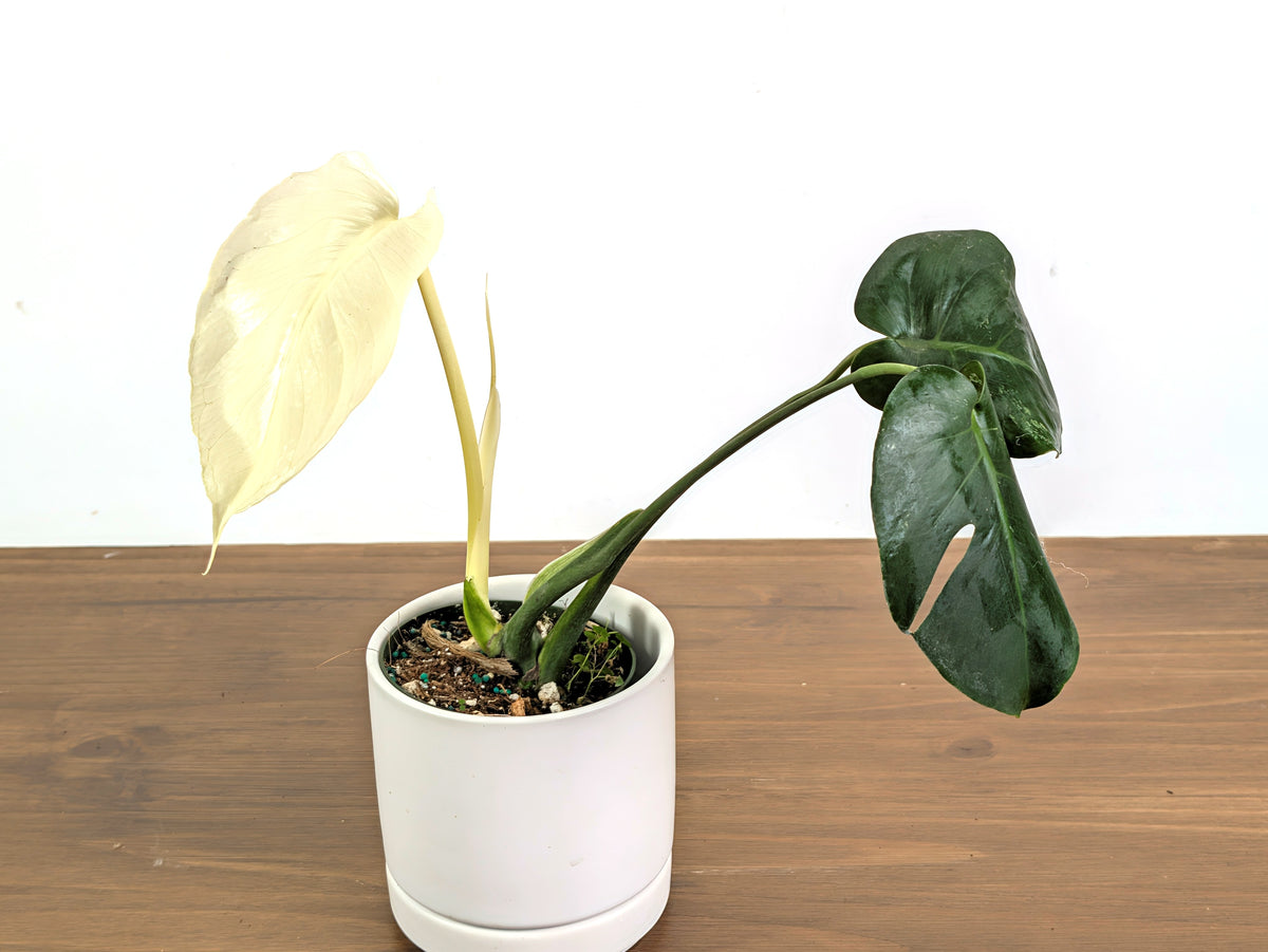 Monstera White Monster (Guaranteed White Leaves)