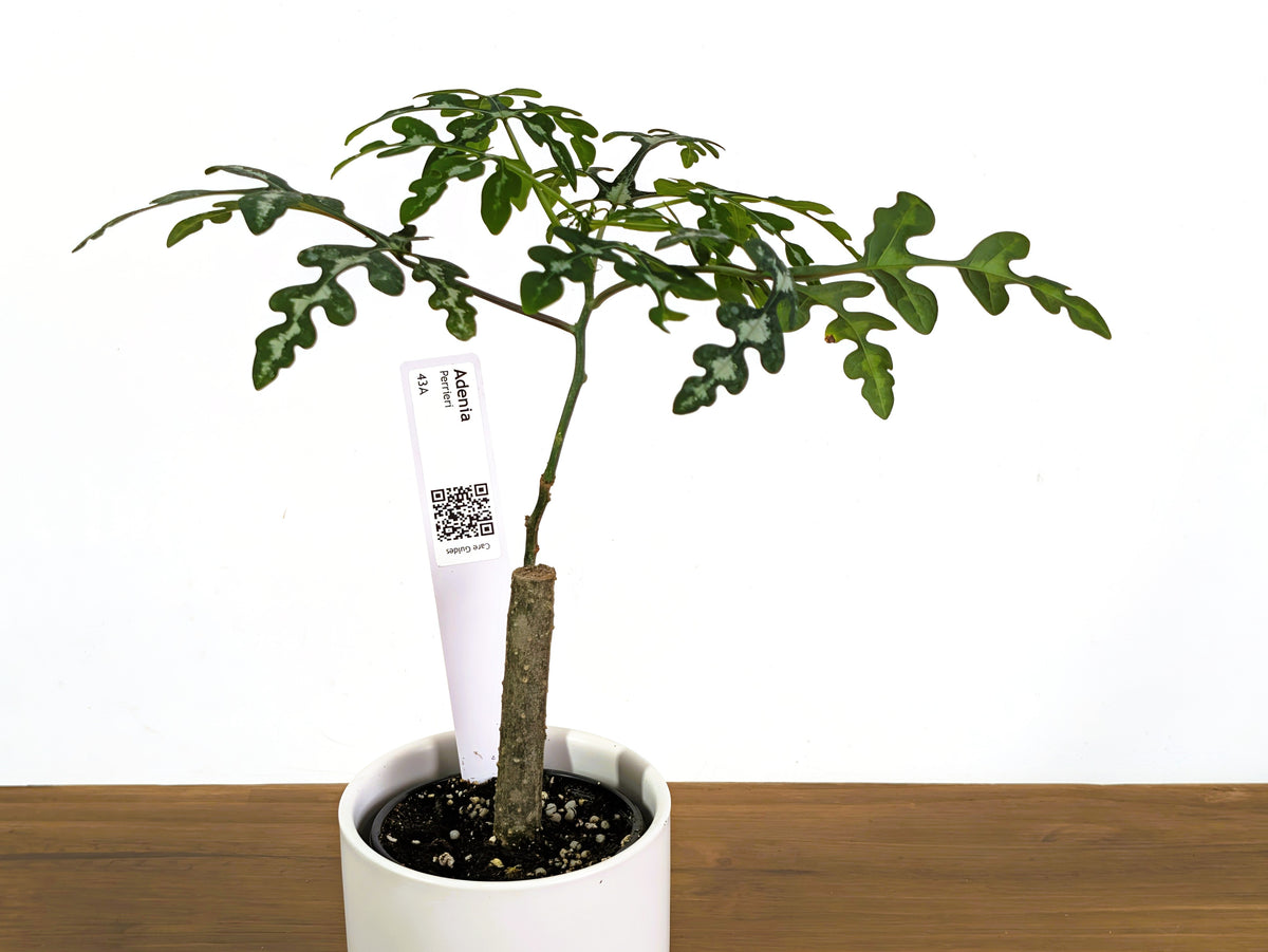 Adenia Perrieri