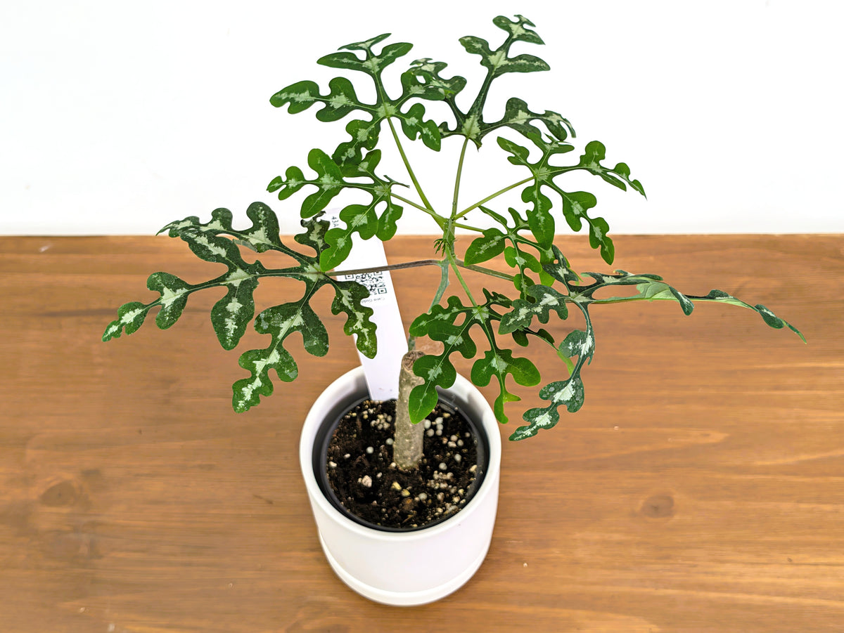 Adenia Perrieri