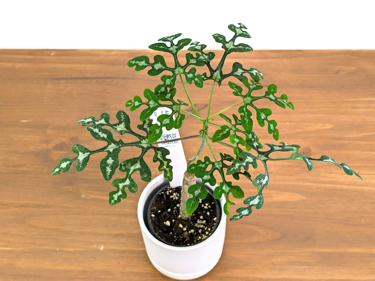Adenia Perrieri