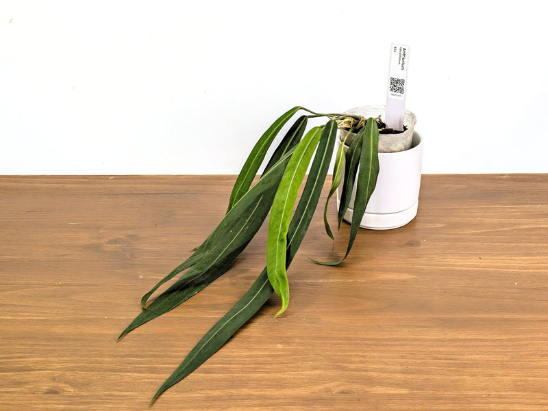Anthurium Pallidiflorum - Narrow Dark Strap Leaves - Exact Plant (#43A)