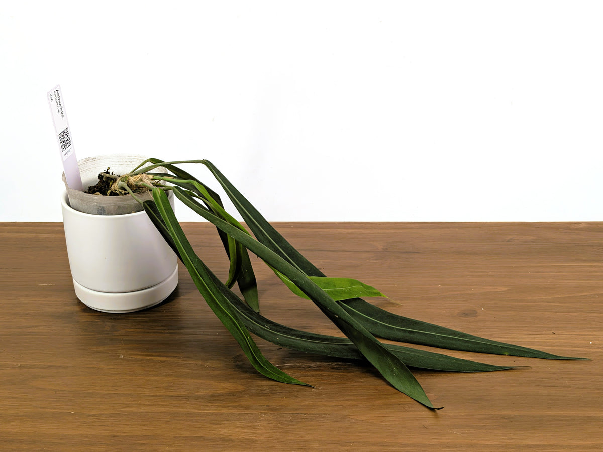 Anthurium Pallidiflorum - Narrow Dark Strap Leaves - Exact Plant (#43A)