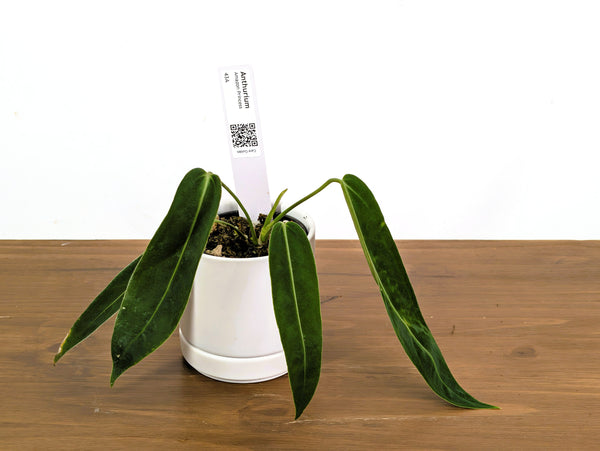 Anthurium Amazon Princess - Exact Plant (#43A)
