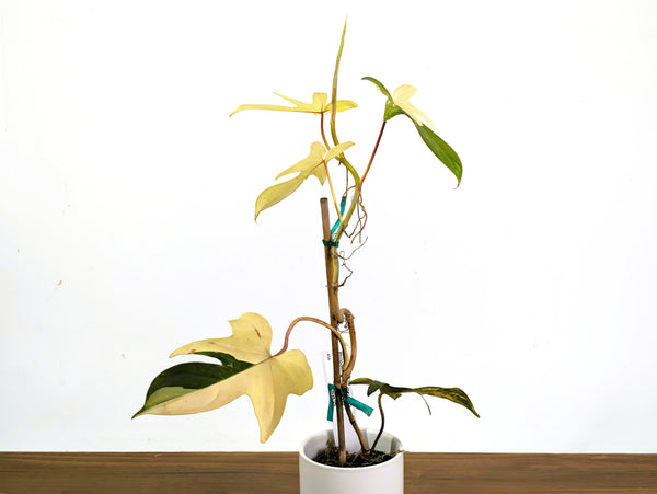 Philodendron Florida Beauty Variegated Full Moon Exact Plant (#43A)