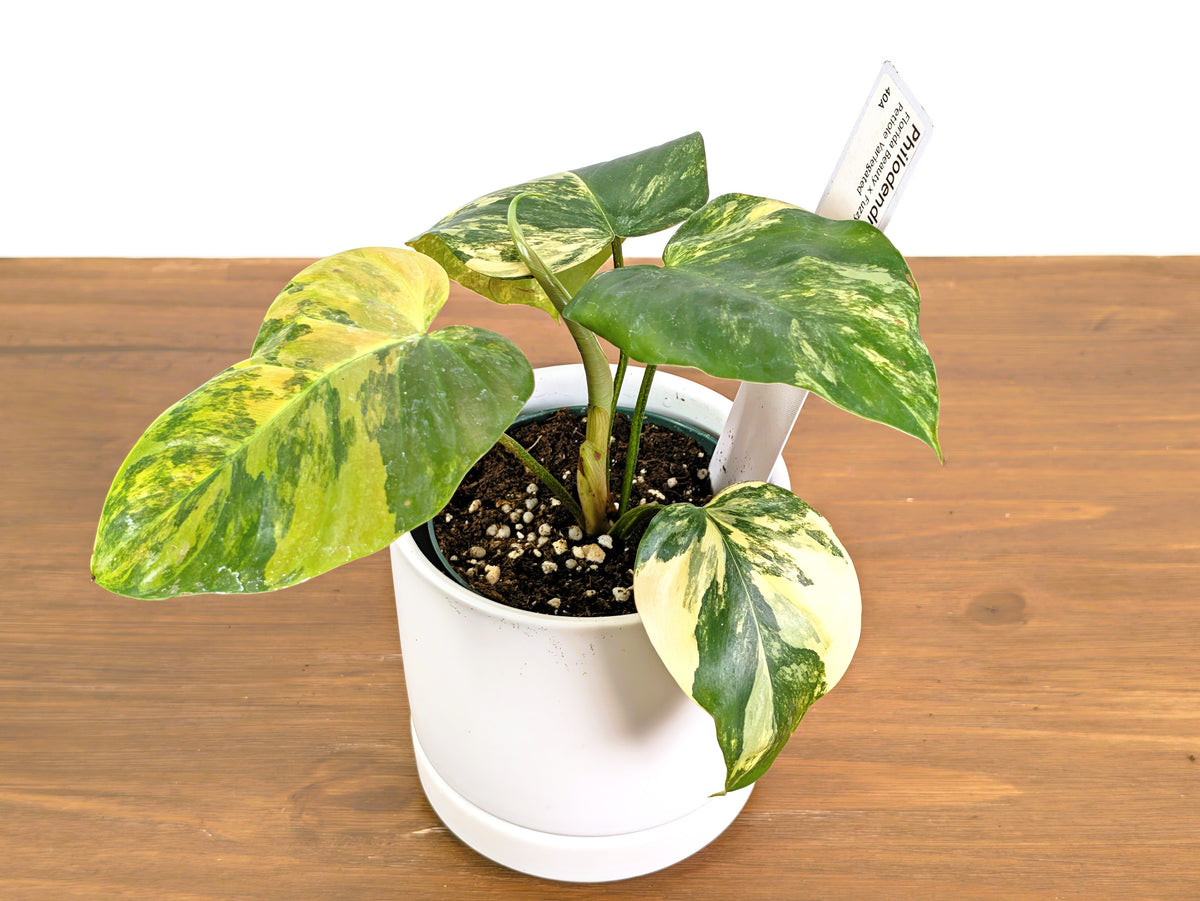 Philodendron Florida Beauty × Fuzzy Petiole Variegated - Exact Plant #40A