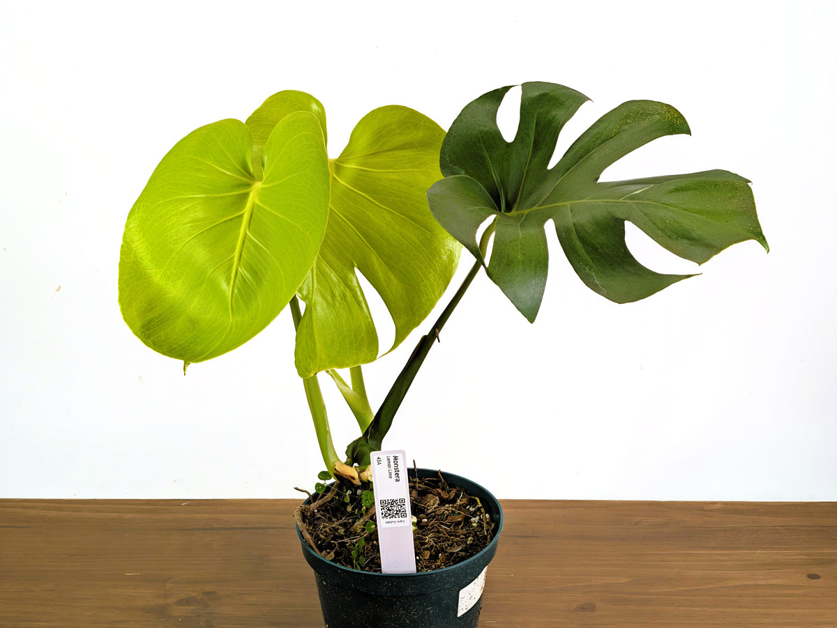 Monstera Lemon Lime - XL Mature 8 Inch Pot - Exact Plant #43A