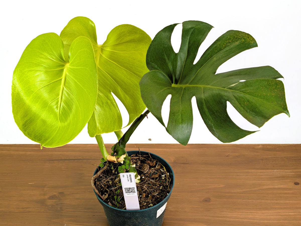 Monstera Lemon Lime - XL Mature 8 Inch Pot - Exact Plant #43A