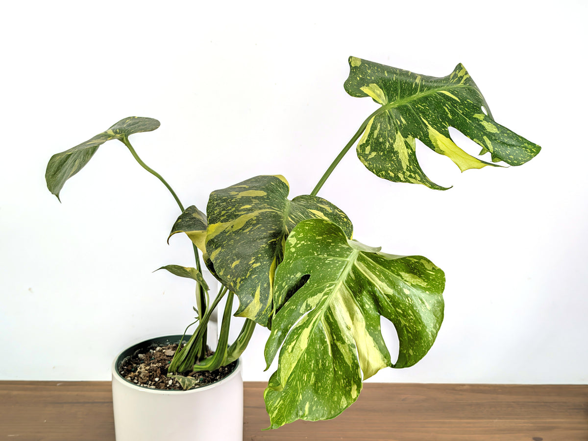 Monstera Electrolyte 'Golden Lion Tricolor' - 6" Exact Plant #33A