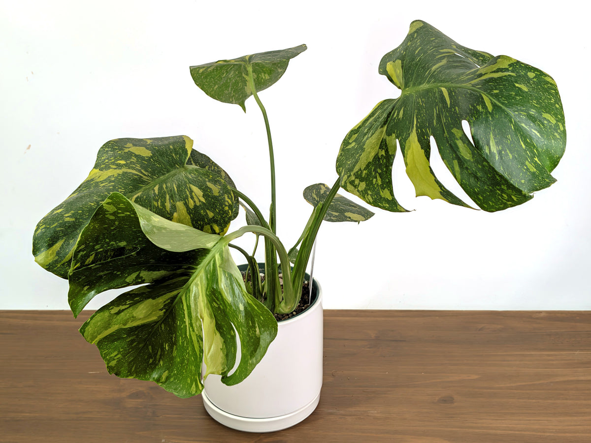 Monstera Electrolyte 'Golden Lion Tricolor' - 6" Exact Plant #33A