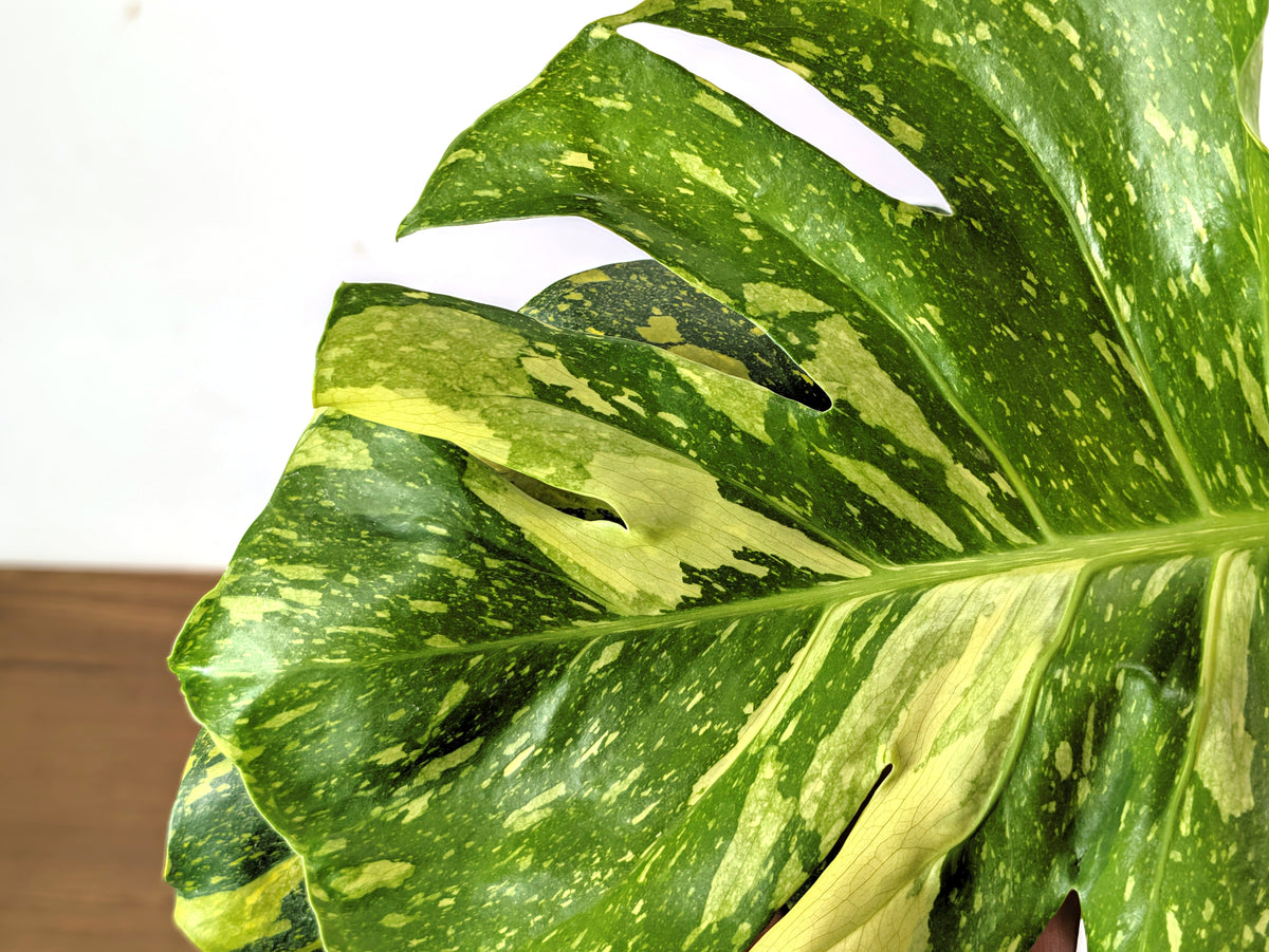 Monstera Electrolyte 'Golden Lion Tricolor' - 6" Exact Plant #33A