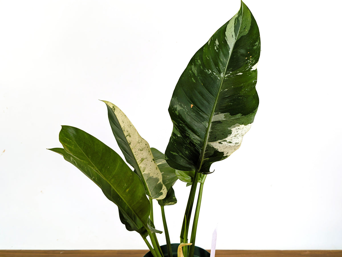 Philodendron Orlando Variegated (Exact Plant Pictured) #43A in 6" Pot