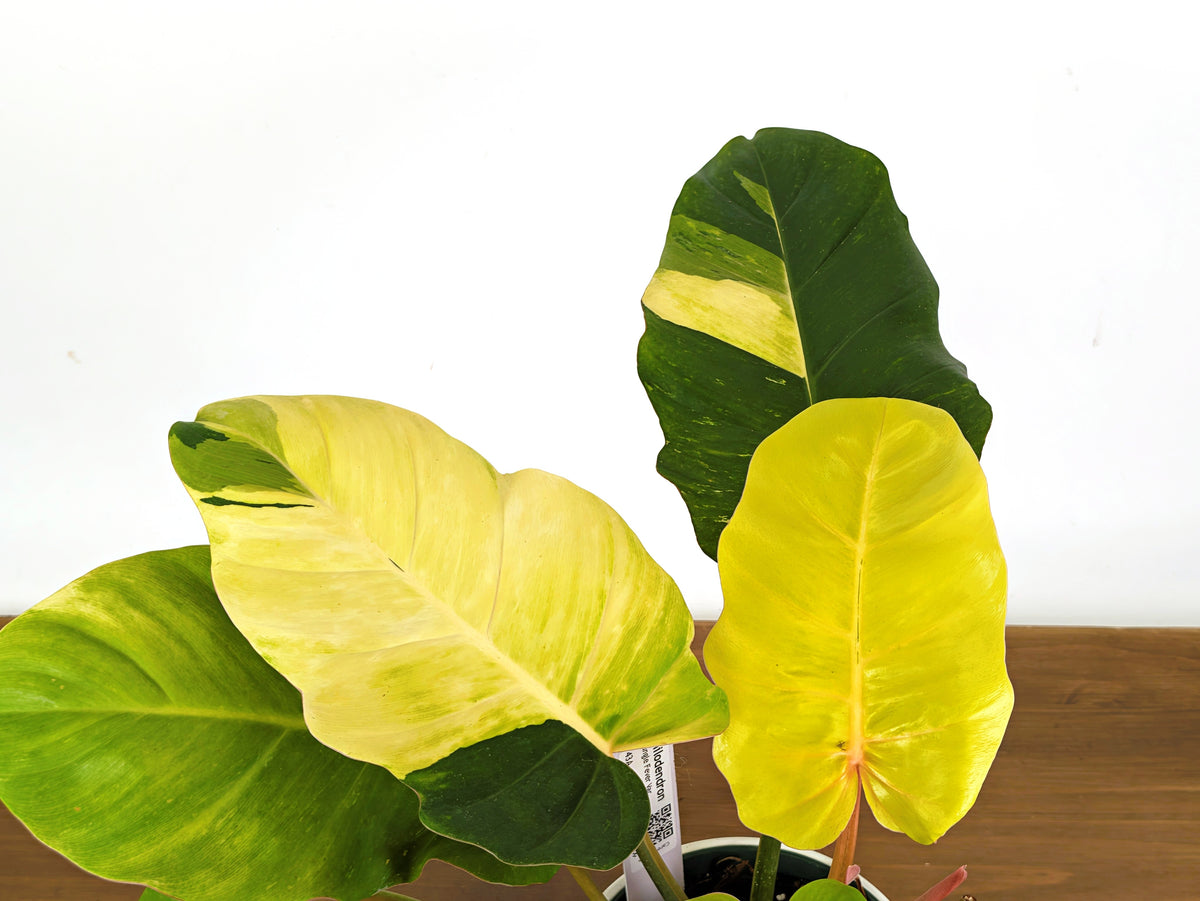 Philodendron Jungle Fever Variegated (Exact Plant Pictured) #43A in 6" Pot