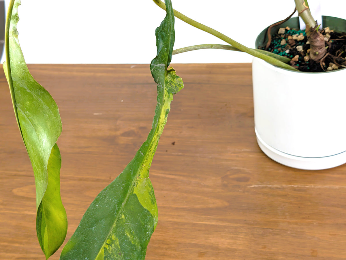 Philodendron Joepii Variegated (Exact Plant Pictured) #43A in 6" Pot