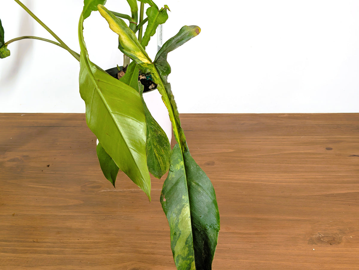 Philodendron Joepii Variegated (Exact Plant Pictured) #43A in 6" Pot