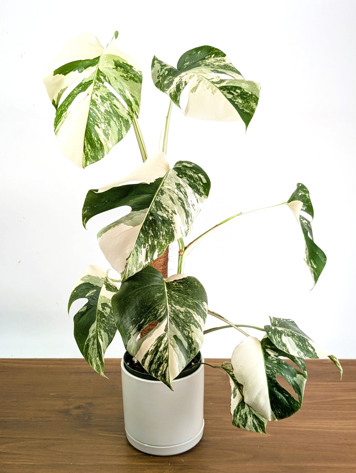 Monstera Albo - Exact Plant #13D Half Moon