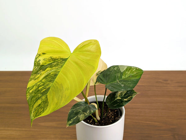 Philodendron Florida Beauty × Fuzzy Petiole Variegated - Exact Plant #31A - One of a Kind