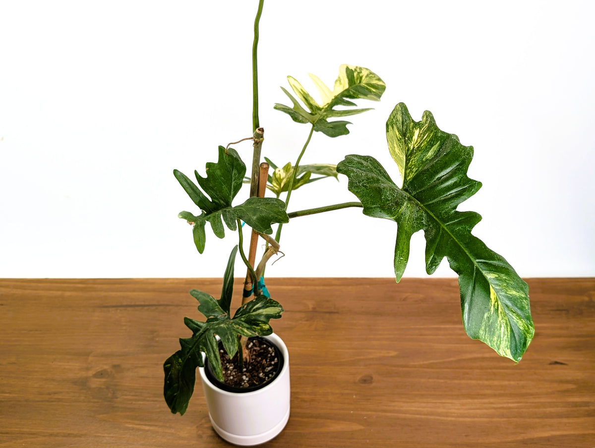 Philodendron Florida Beauty x Mayoi Variegated - Exact Plant #24C in 4" Pot