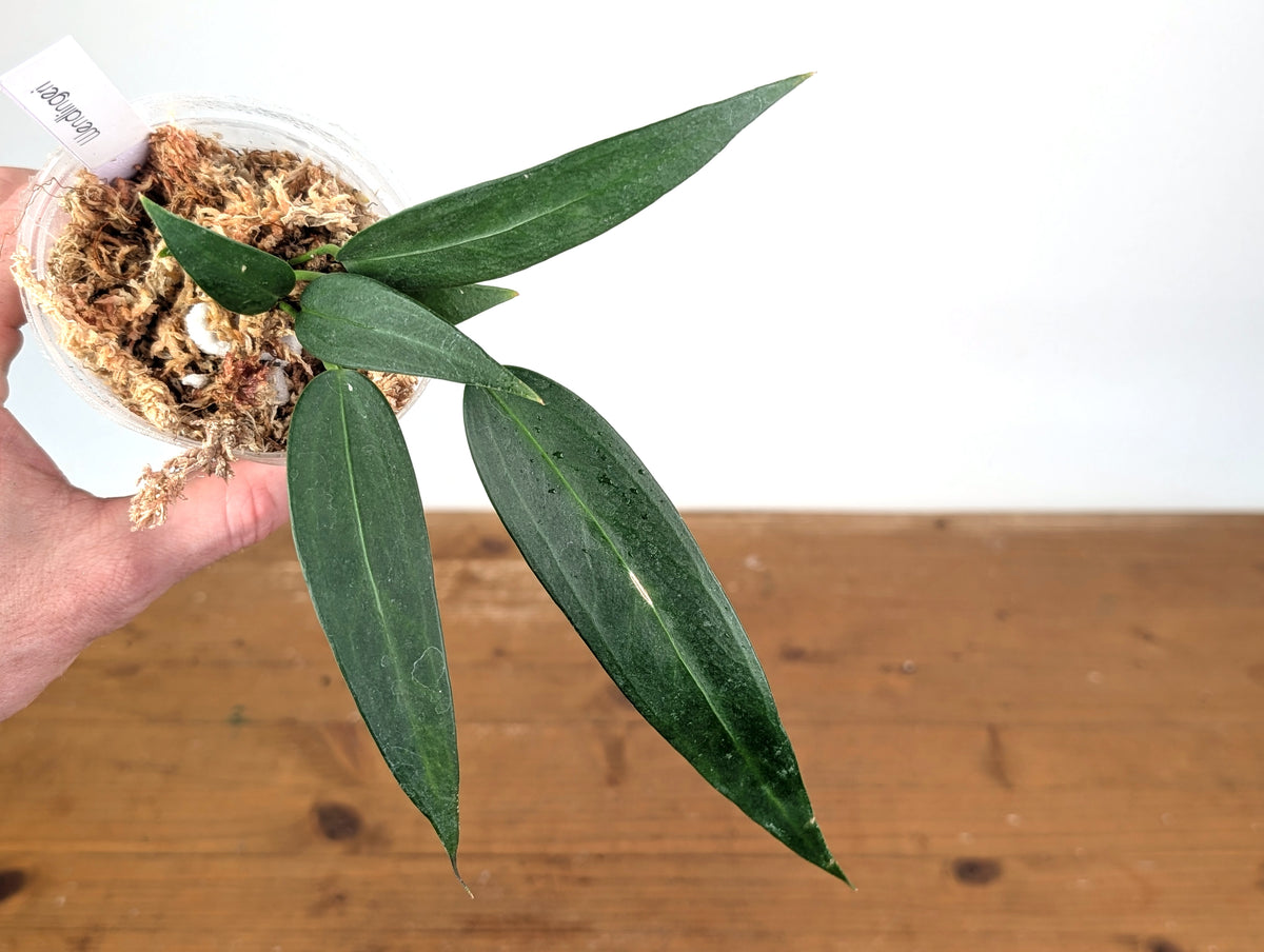 Anthurium Wendlingeri