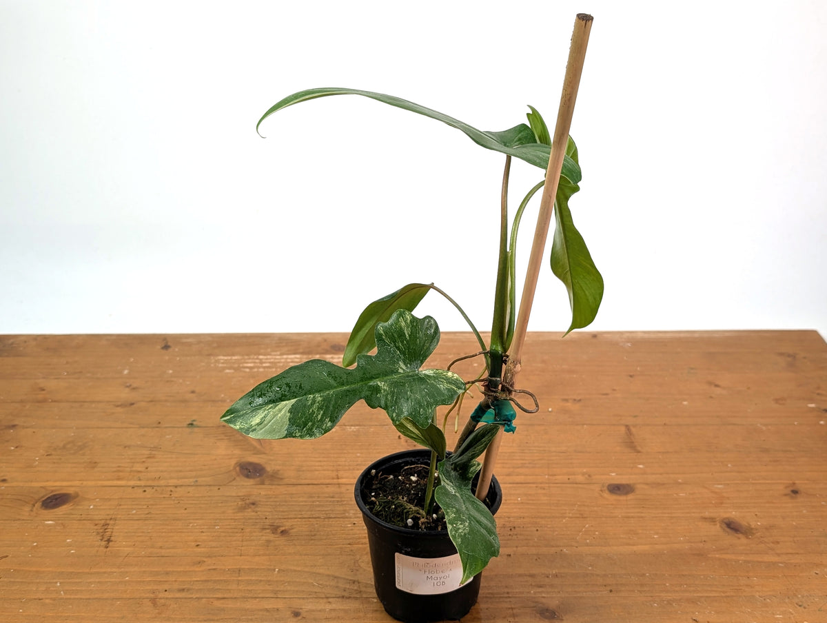 Philodendron Florida Beauty x Mayoi - Exact Plant #10B