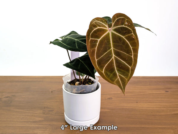 Anthurium Besseae aff x (Dr Block F2 x Red Crystal)