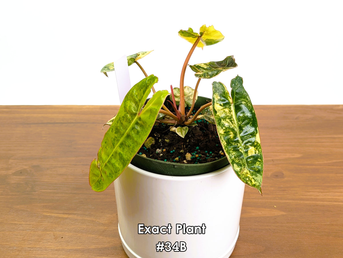 Philodendron Billietiae Variegated - Exact Plant Selection