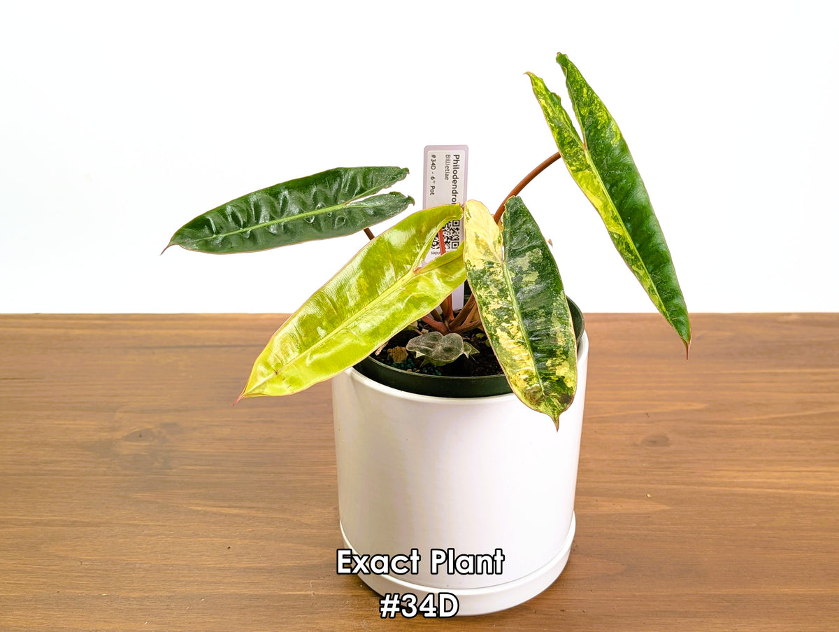 Philodendron Billietiae Variegated - Exact Plant Selection