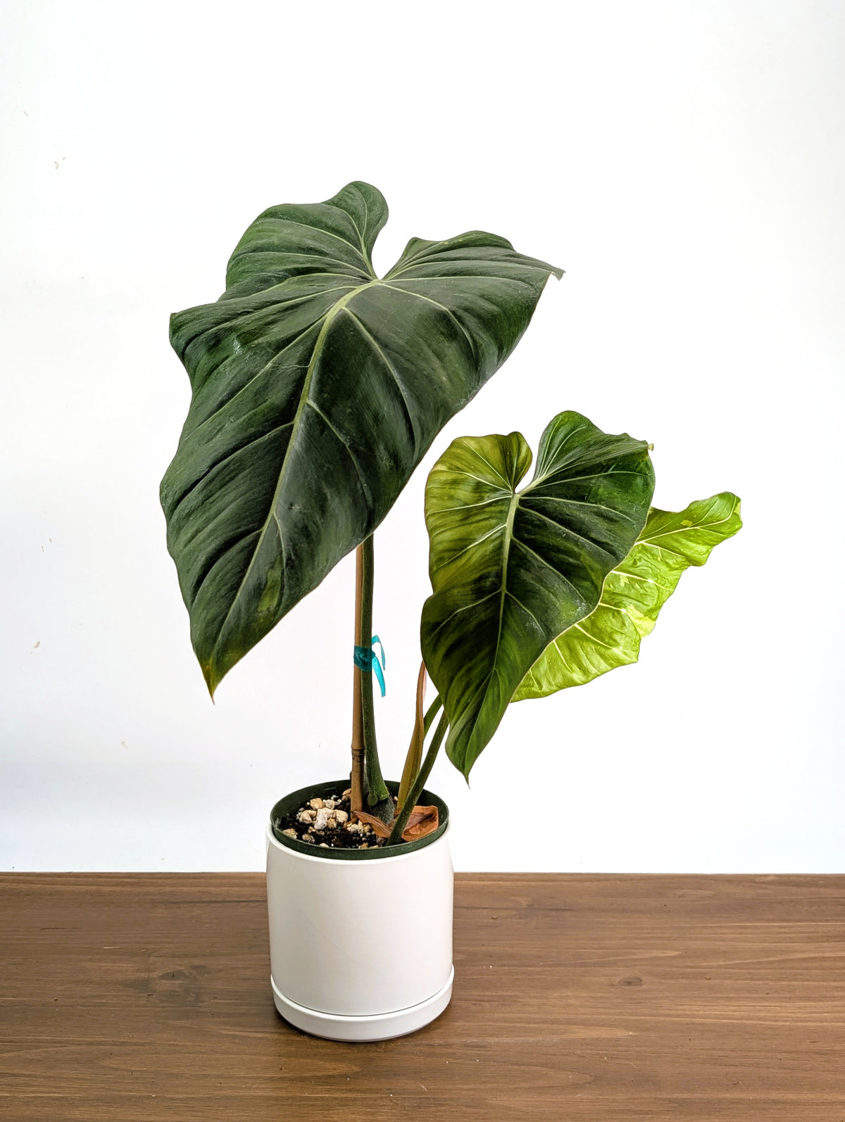 Philodendron Gloriosum x Maximum Variegated - Exact Plant #24A HUGE Leaf over 12" in 6" Pot
